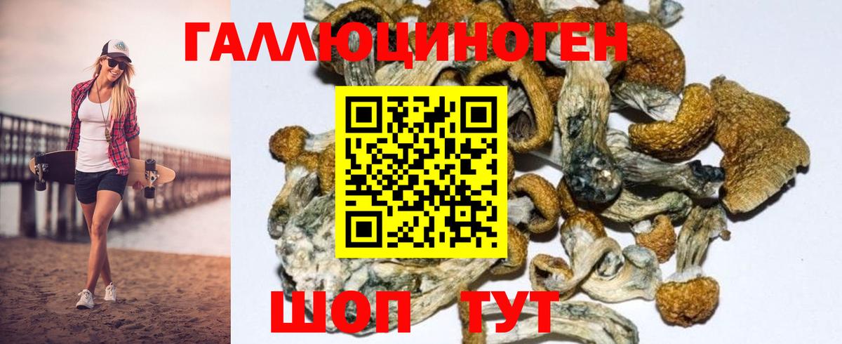 Псилоцибиновые грибы Psilocybe Димитровград